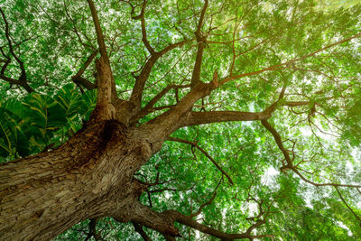 Bottom view of tree trunk to green leaves of big tree in tropical forest with sunlight. 