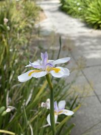 Close-up of white flowering plant