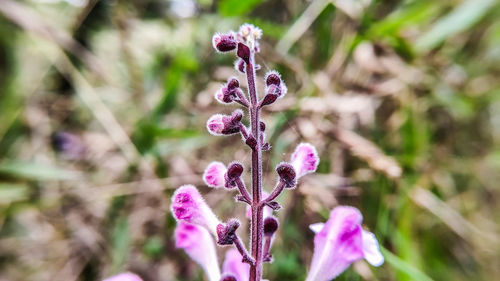 Close-up of pink flowering plant