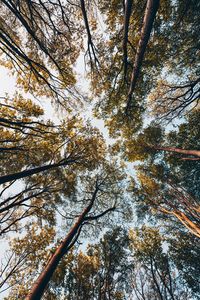 Low angle view of trees against sky