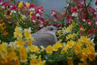 Close-up of bird perching on flowers