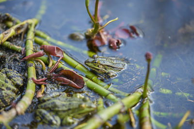 Close-up of wet leaves