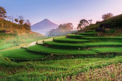 Scenic view of agricultural field against sky