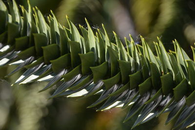 Close-up of green leaves