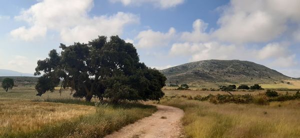 Old holm oak beside the path