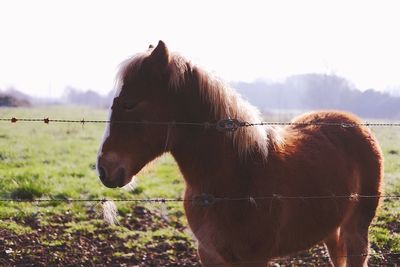 Horse standing on field against sky