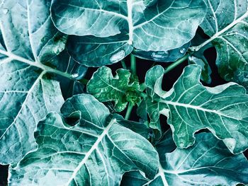 Full frame shot of fresh green leaves