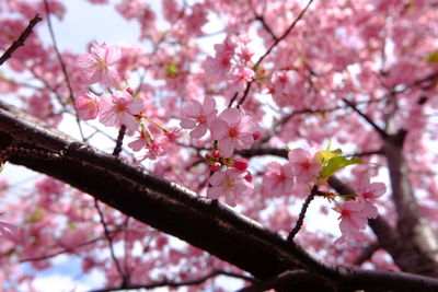 Low angle view of cherry blossoms in spring