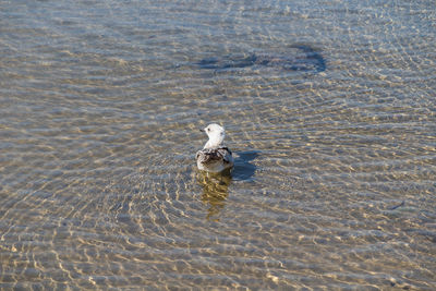 High angle view of duck swimming in lake