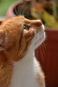 Close-up of a cat