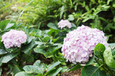 Close-up of pink flowering plant