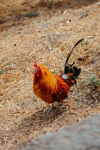 View of a rooster on land