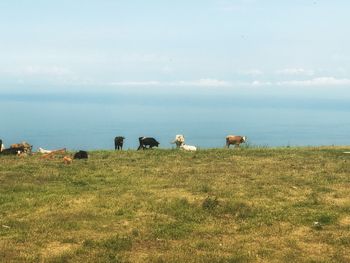 Cows grazing on field by sea against sky