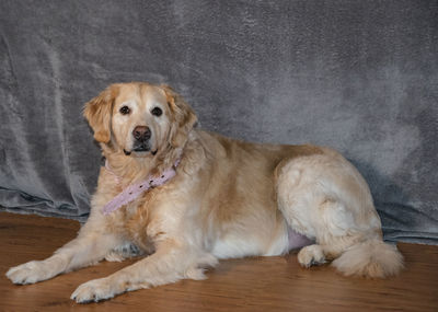 Portrait of dog sitting on floor