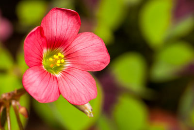 Close-up of pink flower blooming outdoors