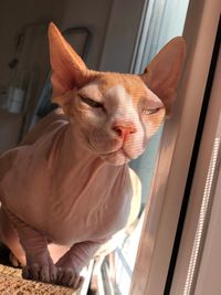 Close-up of cat by window at home