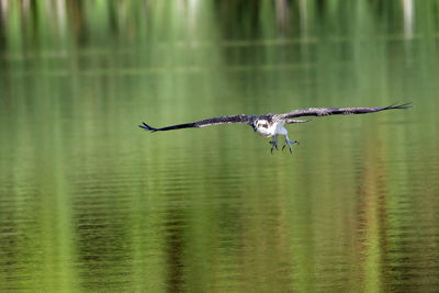 Bird flying over lake