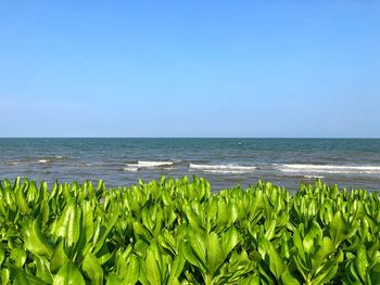 Scenic view of sea against clear blue sky
