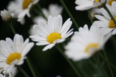 Close-up of white daisy flowers