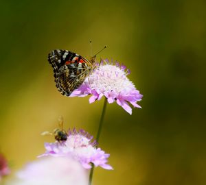 Close-up of butterfly pollinating on flower