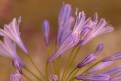 Close-up of purple flowering plant