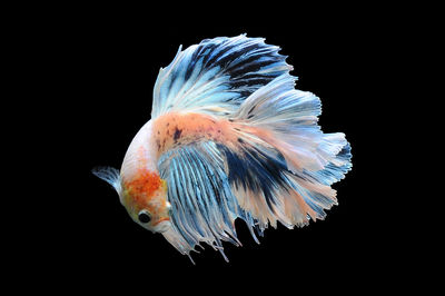 Close-up of fish underwater