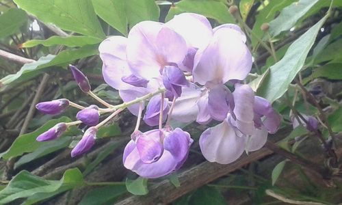 Close-up of purple flowers