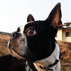 Close-up of french bulldog on field