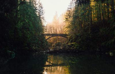 River amidst trees in forest against sky