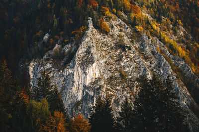 Low angle view of trees in forest