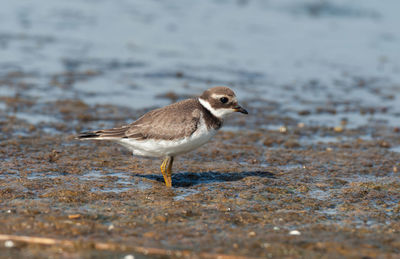 Close-up of bird perching on beach