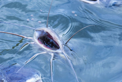 High angle view of fish swimming in sea