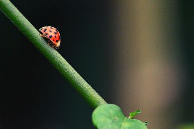 Close-up of ladybug on plant