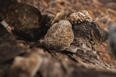 Close up of mushroom on a dead tree in the forest.