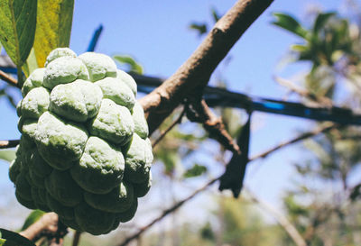 Close-up of berries growing on tree