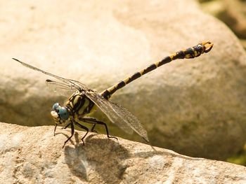 Close-up of grasshopper on rock