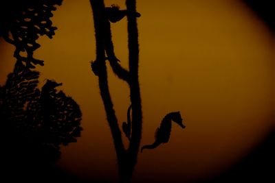 Low angle view of silhouette trees against sky at sunset