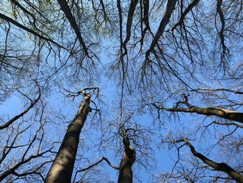 Low angle view of bare trees against sky