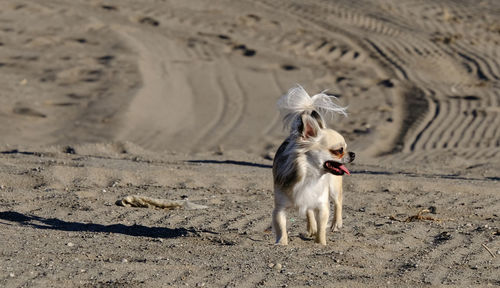 Dog on beach