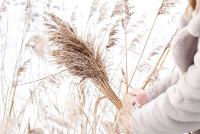 A young woman in a beige dress of neutral colors collects pampas grass.