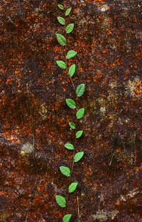 Close-up of multi colored leaves