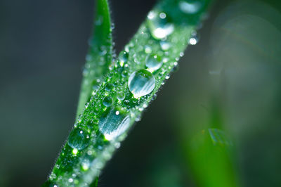 Close-up of raindrops on leaves