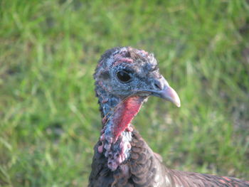 Close-up of bird