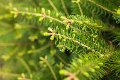 Close-up of green leaves on branch