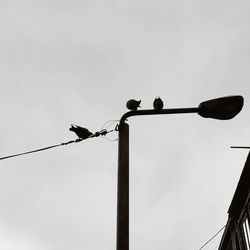 Low angle view of silhouette birds perching on pole against sky