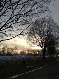 Bare trees on road at sunset