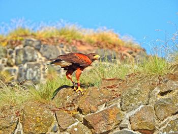 Close-up of bird perching on plant against sky