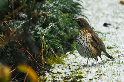 Close-up of bird perching on tree