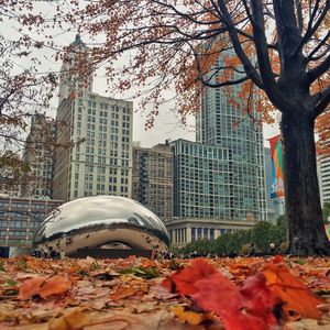 View of trees in city during autumn