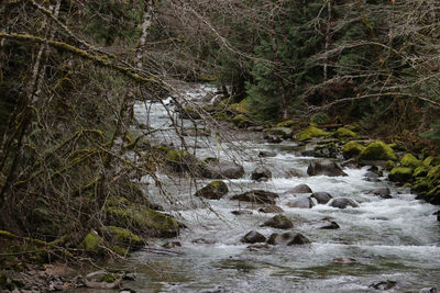 Stream flowing through rocks in forest